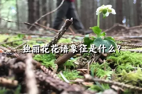 独丽花花语象征是什么？