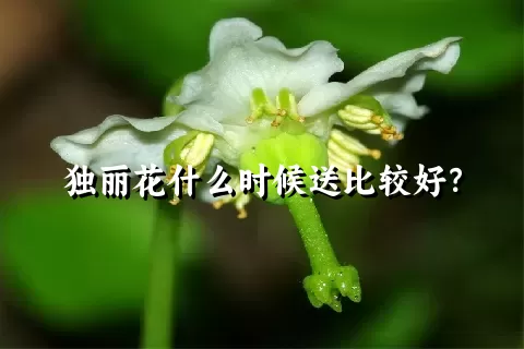 独丽花什么时候送比较好？