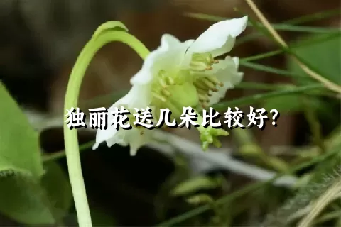 独丽花送几朵比较好？