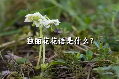 独丽花花语是什么？