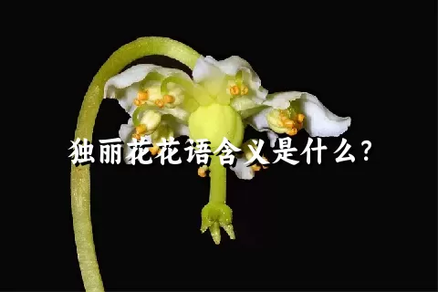 独丽花花语含义是什么？