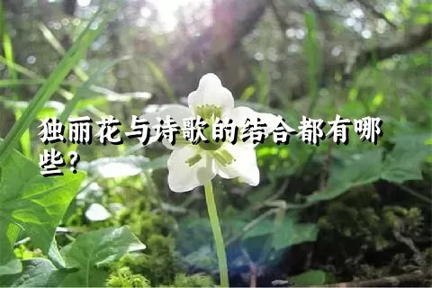 独丽花与诗歌的结合都有哪些？