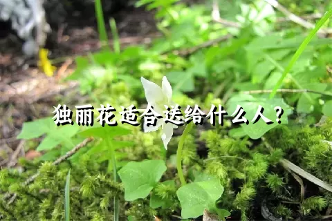 独丽花适合送给什么人？