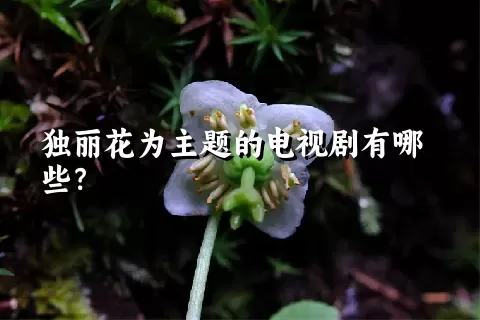 独丽花为主题的电视剧有哪些？