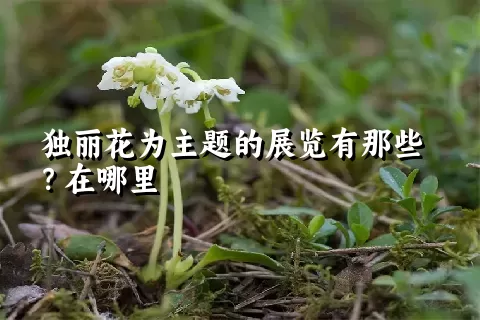 独丽花为主题的展览有那些？在哪里