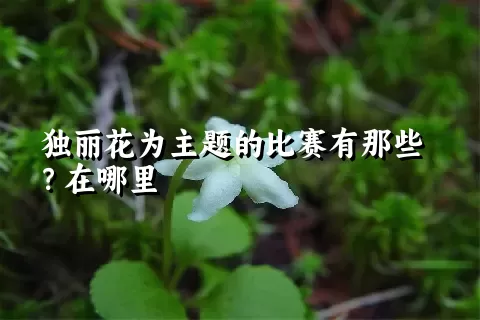 独丽花为主题的比赛有那些？在哪里