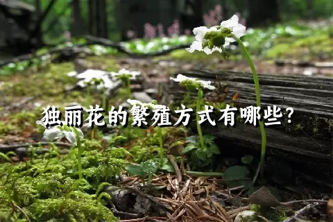 独丽花的繁殖方式有哪些？