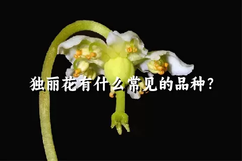 独丽花有什么常见的品种？