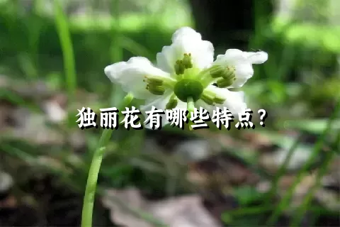 独丽花有哪些特点？