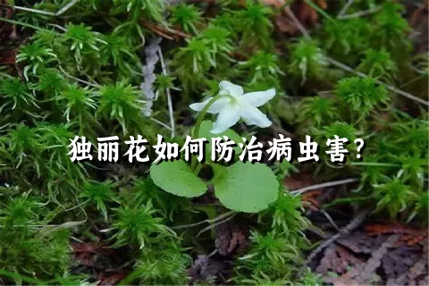 独丽花如何防治病虫害？