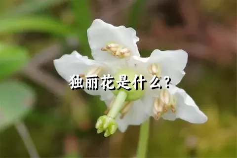 独丽花是什么？