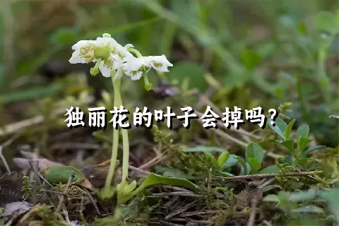 独丽花的叶子会掉吗？