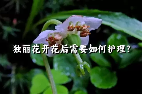 独丽花开花后需要如何护理？