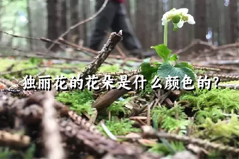 独丽花的花朵是什么颜色的？