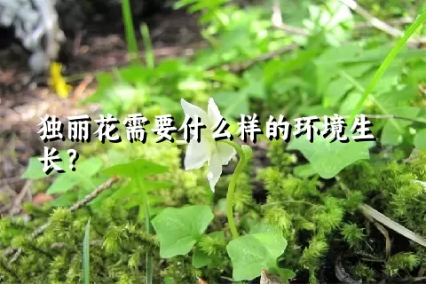 独丽花需要什么样的环境生长？