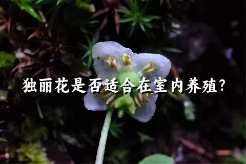 独丽花是否适合在室内养殖？