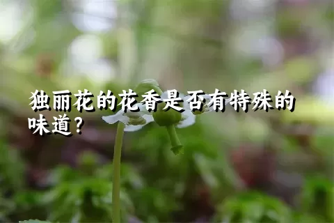 独丽花的花香是否有特殊的味道？