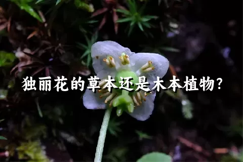 独丽花的草本还是木本植物？