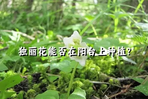 独丽花能否在阳台上种植？