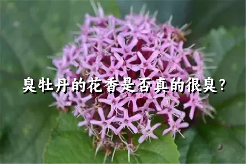 臭牡丹的花香是否真的很臭？