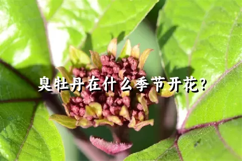 臭牡丹在什么季节开花？