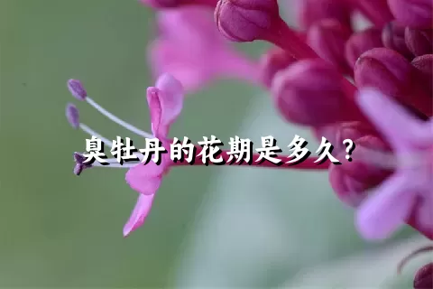 臭牡丹的花期是多久？