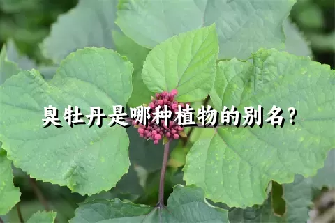 臭牡丹是哪种植物的别名？