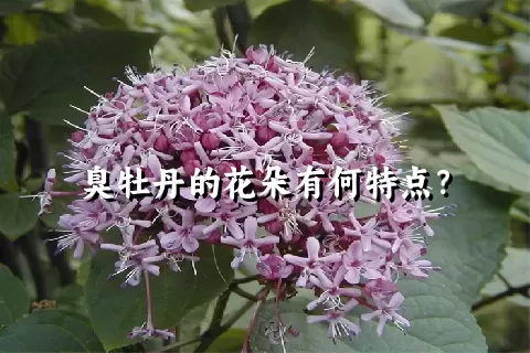 臭牡丹的花朵有何特点？