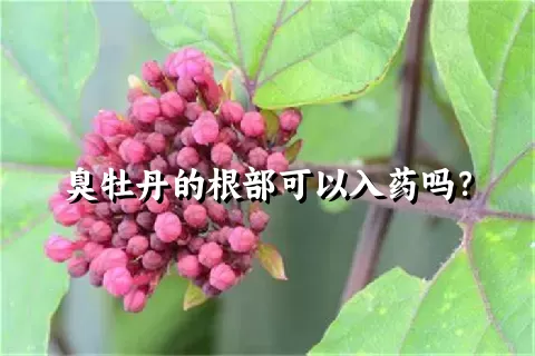 臭牡丹的根部可以入药吗？