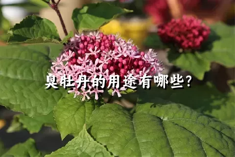 臭牡丹的用途有哪些？