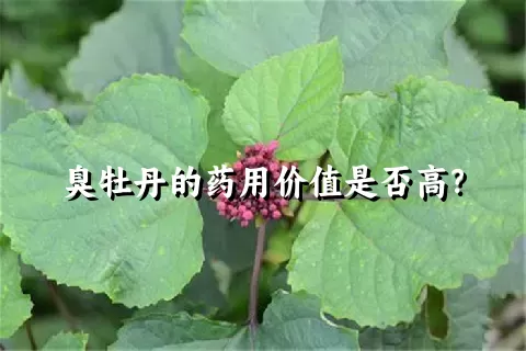 臭牡丹的药用价值是否高？