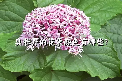 臭牡丹的花朵颜色有哪些？