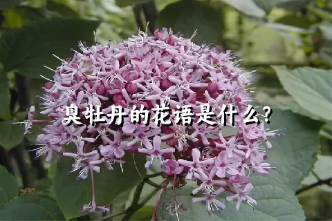 臭牡丹的花语是什么？