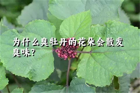 为什么臭牡丹的花朵会散发臭味？