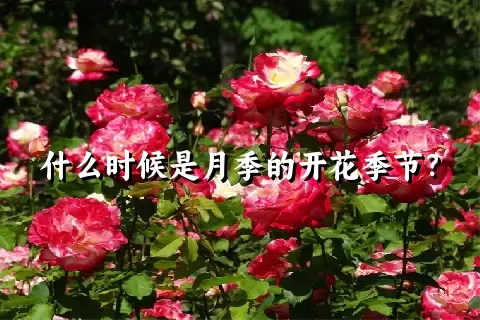 什么时候是月季的开花季节？