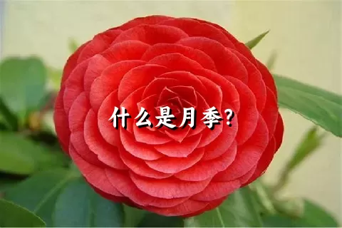 什么是月季？