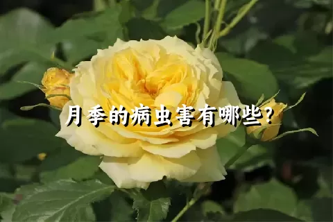 月季的病虫害有哪些？