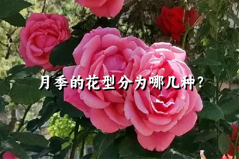 月季的花型分为哪几种？