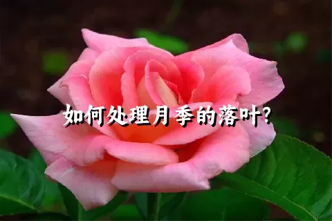 如何处理月季的落叶？