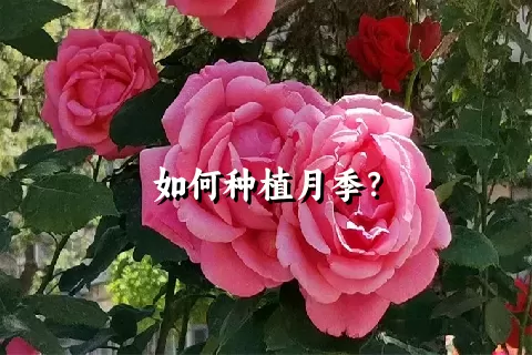 如何种植月季？