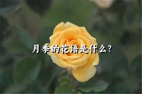 月季的花语是什么？