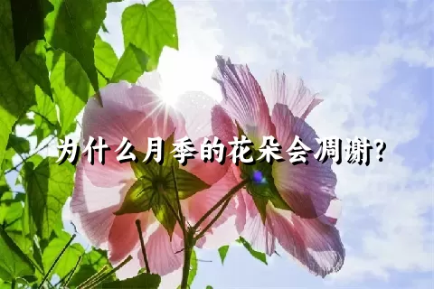 为什么月季的花朵会凋谢？