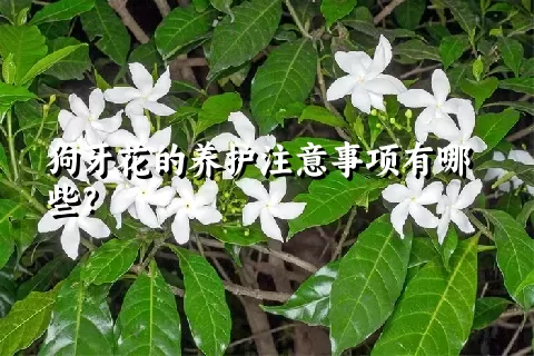 狗牙花的养护注意事项有哪些？