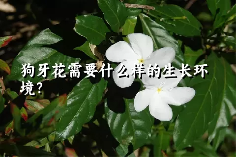 狗牙花需要什么样的生长环境？