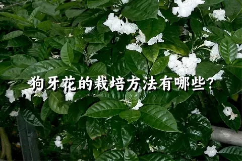 狗牙花的栽培方法有哪些？