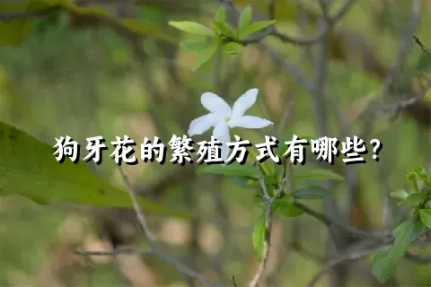 狗牙花的繁殖方式有哪些？