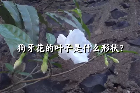 狗牙花的叶子是什么形状？