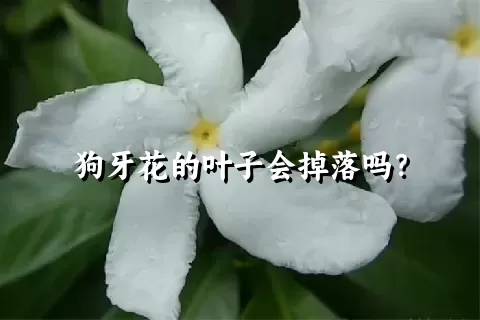 狗牙花的叶子会掉落吗？