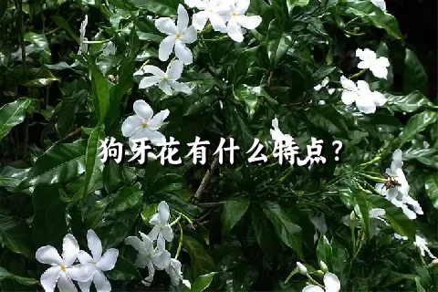 狗牙花有什么特点？