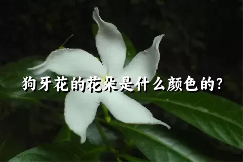 狗牙花的花朵是什么颜色的？